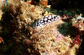 Bali 2016 - Phyllidiela pustulosa - Nudibranche verruqueux- IMG_5995_rc